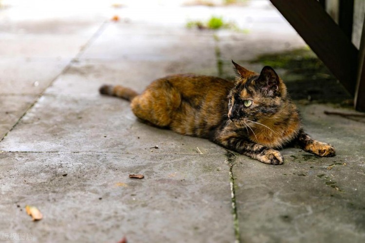 为啥有些猫咪宁愿当野猫也不愿意被人收养