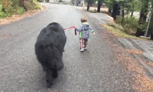 公认无攻击性的狗家中有小孩首选