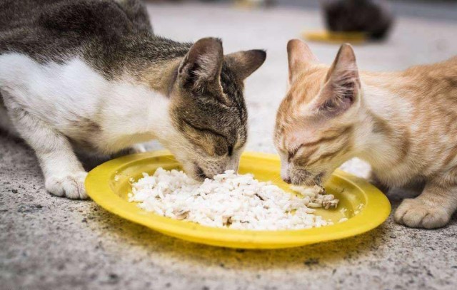 寿命不长的宠物猫多半有这几个特征