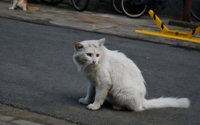 寿命不长的宠物猫多半有这几个特征