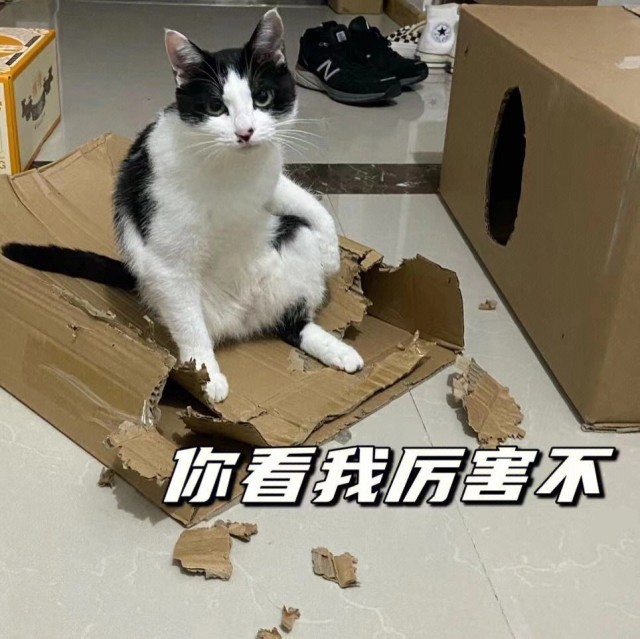 为什么奶牛猫逐渐退出宠物圈这几点太可怕了！