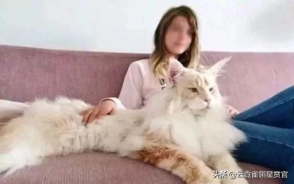 八种最昂贵的猫咪，布偶猫都不算什么，它们才是“行走的人民币”