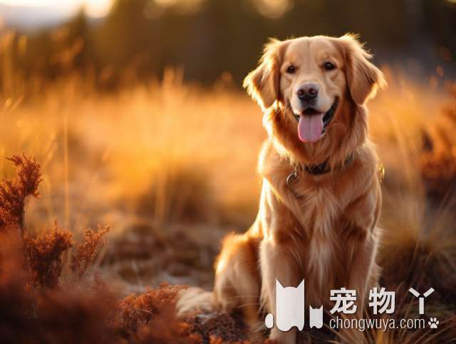 最优秀的几种“护卫犬”，养一只在家里，安全感爆棚